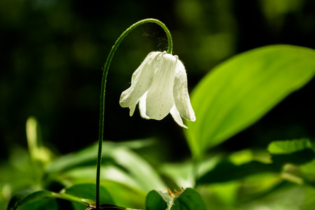 Lonely snowdrop in the forest in the late springの写真素材