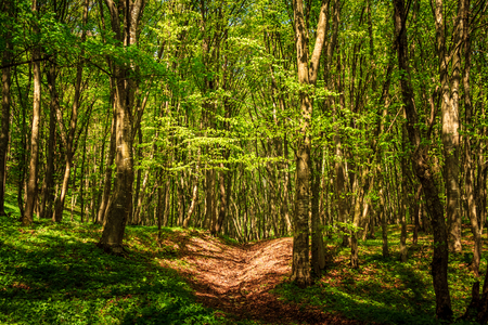 Shot in a forest somewhere in Romaniaの写真素材