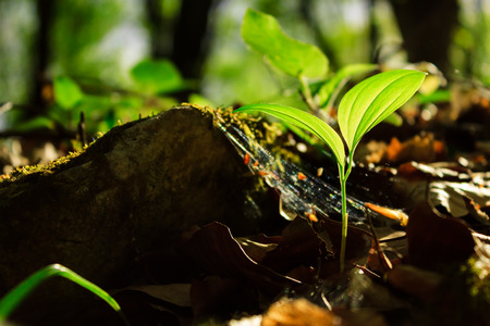 Leafs growing in the sunlight in the forestの写真素材