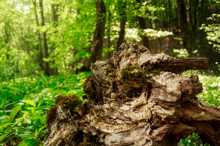 Shot of a chopped tree root in the late spring somewhere in ROmaniaの写真素材
