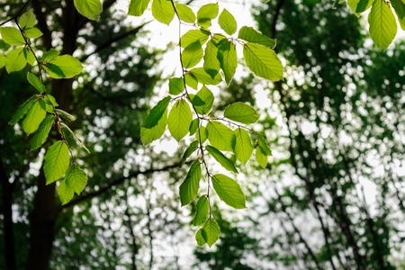 Leafs in breanch in forest somewhere in Romania in the late springtimeの写真素材
