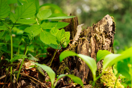 Chopped tree root in a forest with leafs growing near itの写真素材