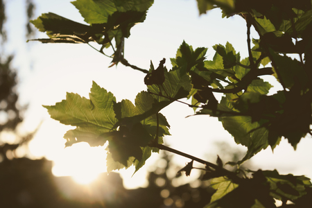 Oak leafs in deep sunset colors in late springの写真素材