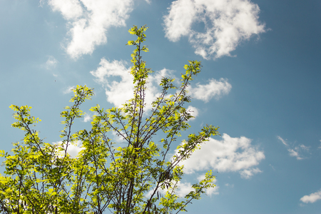 Leafs of acacia reaching to the sky in a cloudy day at the end of springの写真素材