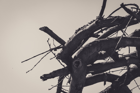 Dry branches in the heat of of Summerの写真素材