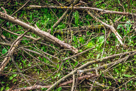 A few dry brushwoods in grass at the end of springの写真素材