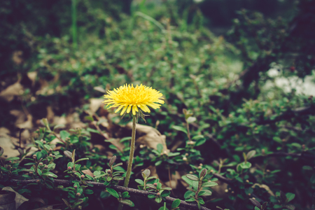 Vintage shot to a dandelion with gress and brown leaf arround itの写真素材