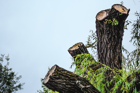 Shot to a chopped tree in the springtimeの写真素材