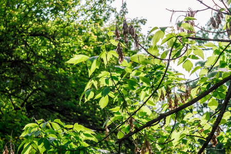 Shot to a few leaves in a park soewhere in Romania. Beautiful foliageの写真素材