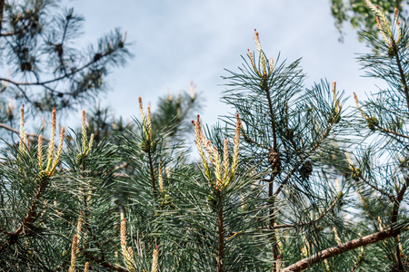 Young pinecones and needles of a coniferous in a parkの写真素材