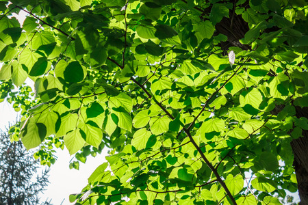Shot to a few leaves in a park soewhere in Romania. Beautiful foliageの写真素材