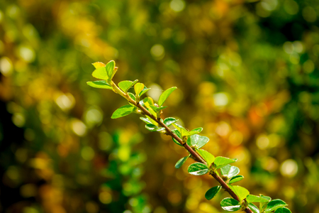 Shot of a branch made in late springの写真素材