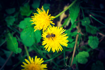 Shot to a bee working on top of a dandelion and a few leaves in the backgroundの写真素材