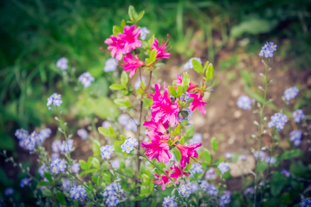 Shot made to a pink flower in a summer garden at the end of springの写真素材