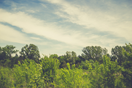 Vintage landscape with trees from a forest and a cloudy sky at the end of spring and the beginning of summerの写真素材
