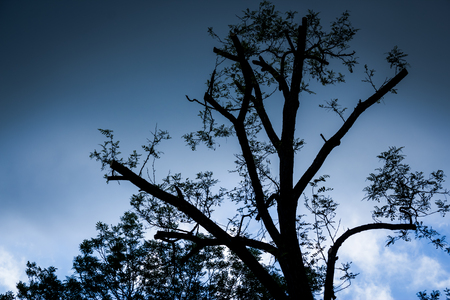 Shot of a tree silhouette with storm clouds in the backgroundの写真素材