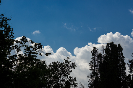 Shot of some trees silhouette with storm clouds in the backgroundの写真素材