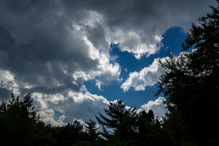 Shot of a tree silhouette with storm clouds in the backgroundの写真素材