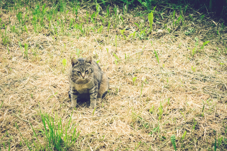 Shot to a cat standing in a dry field of grass in the middle of the summerの写真素材