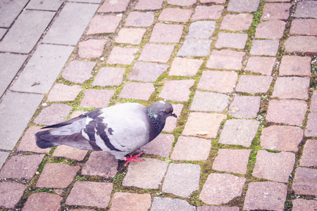 Shot to a pidgeon walking on a paved pathの写真素材