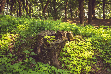 Chopped tree trunk in a forest somewhere in Romaniaの写真素材