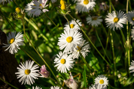 A few chamomiles oriented to the sun surrounded by grass in the summerの写真素材