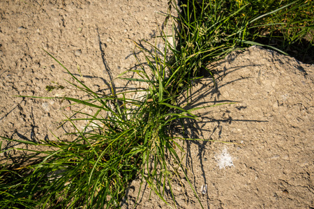 Grass growing from a stone crack in the heat of the summer