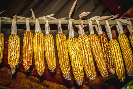 A few corn pieces hanges in a pavilion for dryingの写真素材