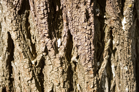 Close up shot to a tree trunk textureの写真素材