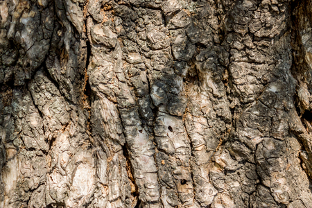 Close up shot to a tree trunk textureの写真素材