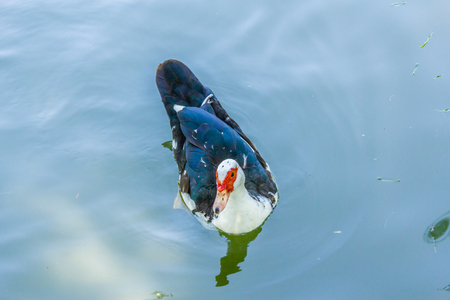 Single duck sitting on the water of a lakeの写真素材
