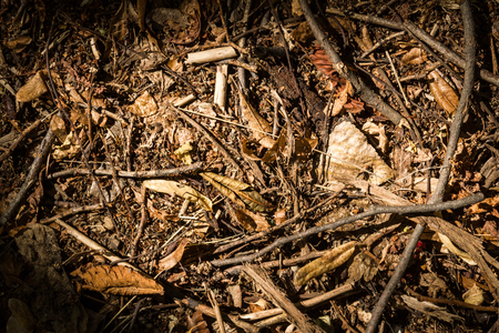 Pile brushwood in the forest in autumn.の写真素材
