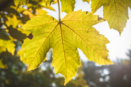Fantastic and wonderful colors of autumn forest nature. Mapple leaves