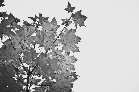 Colorful foliage in the autumn park Fall leaves Autumnal trees Maple in vintage colorの写真素材