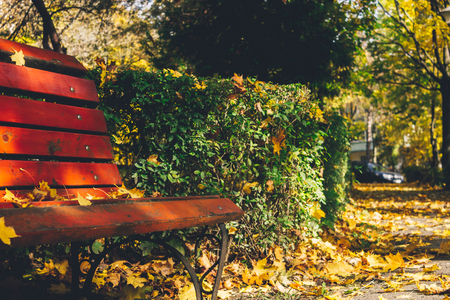 Colorful foliage in the autumn park Fall leaves Autumnal trees Dramatic bench on alley Maple in vintage colorの写真素材
