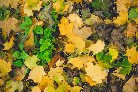 Colorful foliage in the autumn park Fall leaves Autumnal trees Maple in vintage colorの写真素材