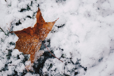 Orange maple leaf on snowの写真素材