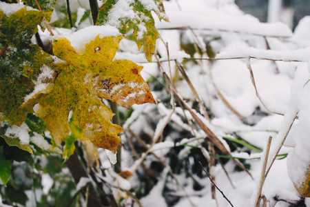 Close up to an orange maple leaf on winter. First snow covering natureの写真素材
