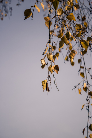 Vertical shot to a few autumn leaves at duskの写真素材