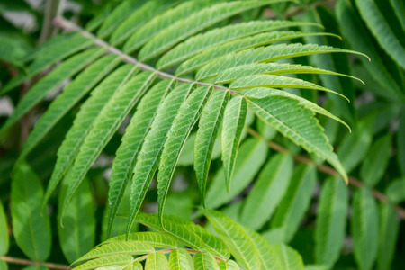 beautiful ornamental flower leaves. relaxing foliageの写真素材
