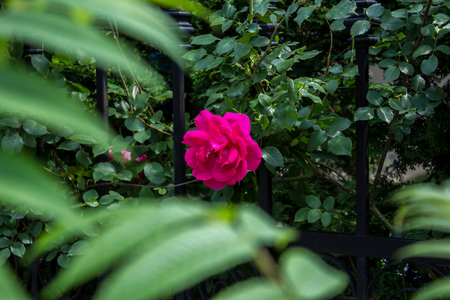 red rose coming out through a garden fenceの写真素材