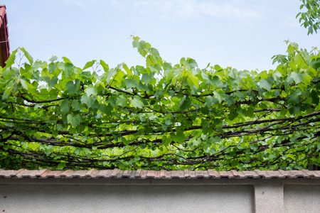 vine leaves over a cement fenceの写真素材