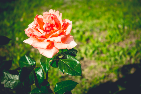 Red rose. Beautiful flower on green background with leavesの写真素材