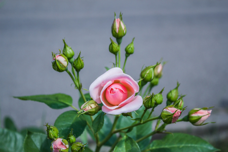 Pink rose. Beautiful wedding photography. Close up or macro to flowerの写真素材