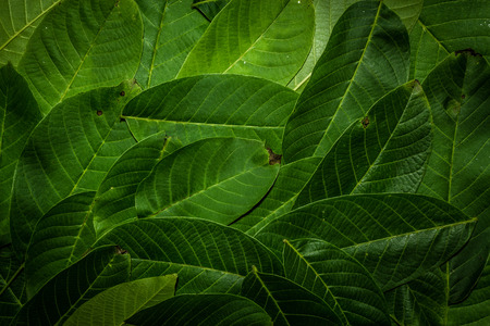 Creative layout made of walnut green leaves. Flat lay. Nature background