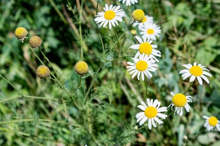 Closeup to chamomile flowerbed into a garden. Flower head with white petalsの写真素材