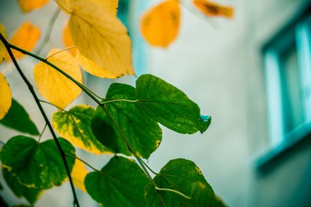 Yellow and green leaves next to a city building in autumnの写真素材