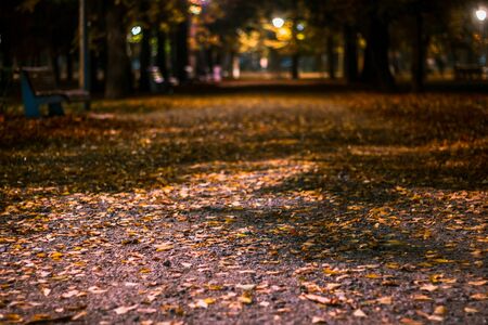 Yellow leaves fallen on the ground of a public parkâs path. Alley distance in blurの写真素材