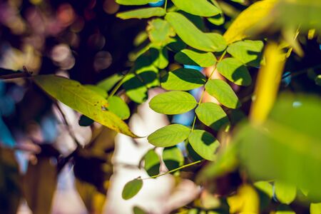 Closeup of an acacia branch with green leaves in sunlight blurred backgroundの写真素材