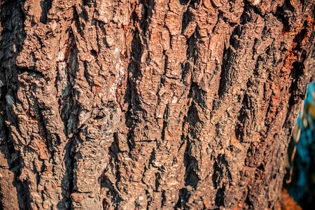 Nature background of a dark brown tree barkの写真素材